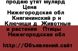 продаю утят мулард › Цена ­ 400 - Нижегородская обл., Княгининский р-н, Ключищи д. Животные и растения » Птицы   . Нижегородская обл.